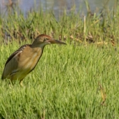 Ixobrychus dubius at Fyshwick, ACT - 2 Nov 2021