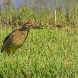 Ixobrychus dubius at Fyshwick, ACT - 2 Nov 2021