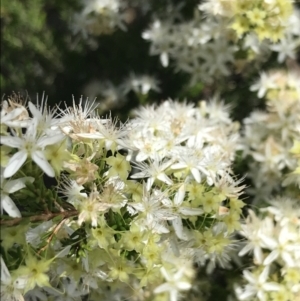 Calytrix tetragona at Bungonia, NSW - 31 Oct 2021