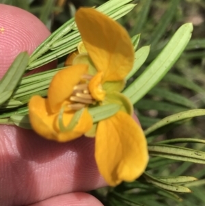 Senna aciphylla at Bungonia, NSW - 31 Oct 2021