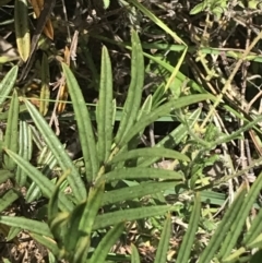 Senna aciphylla at Bungonia, NSW - 31 Oct 2021