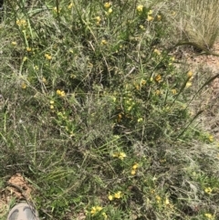 Senna aciphylla at Bungonia, NSW - 31 Oct 2021