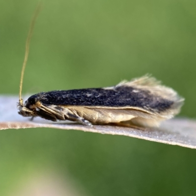 Opogona omoscopa (Detritus Moth) at Jerrabomberra, NSW - 2 Nov 2021 by SteveBorkowskis