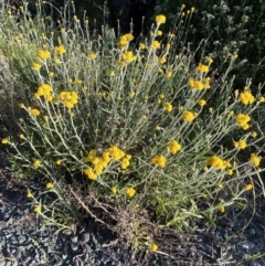 Chrysocephalum semipapposum (Clustered Everlasting) at Jerrabomberra, NSW - 31 Oct 2021 by Steve_Bok