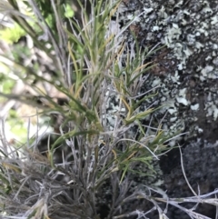 Scleranthus diander (Many-flowered Knawel) at Bungonia, NSW - 31 Oct 2021 by Tapirlord