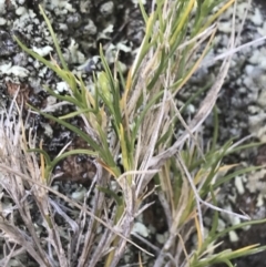 Scleranthus diander at Bungonia, NSW - 31 Oct 2021