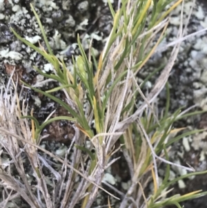 Scleranthus diander at Bungonia, NSW - 31 Oct 2021