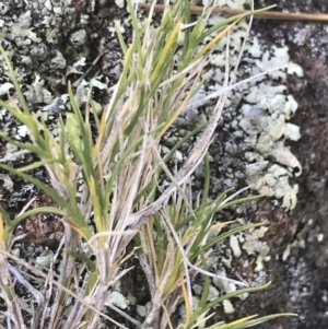 Scleranthus diander at Bungonia, NSW - 31 Oct 2021