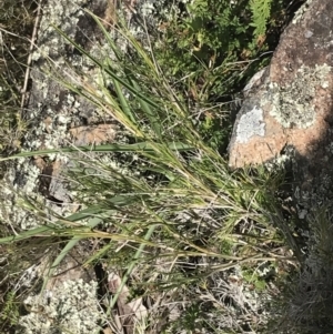 Scleranthus diander at Bungonia, NSW - 31 Oct 2021