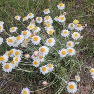 Leucochrysum albicans subsp. tricolor at Bywong, NSW - 30 Oct 2021