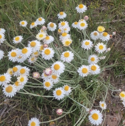 Leucochrysum albicans subsp. tricolor (Hoary Sunray) at Bywong, NSW - 30 Oct 2021 by ChrisHolder