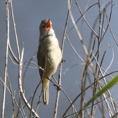 Acrocephalus australis (Australian Reed-Warbler) at Parkes, ACT - 2 Nov 2021 by AlisonMilton