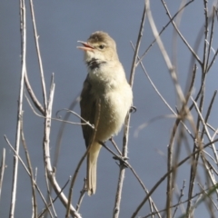 Acrocephalus australis at Parkes, ACT - 2 Nov 2021 09:25 AM