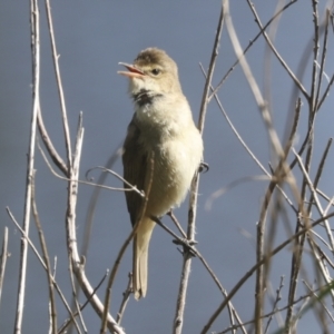 Acrocephalus australis at Parkes, ACT - 2 Nov 2021 09:25 AM