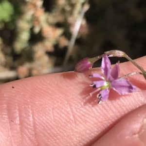 Arthropodium minus at Bungonia, NSW - 31 Oct 2021 11:47 AM