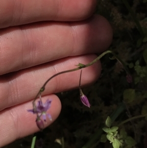 Arthropodium minus at Bungonia, NSW - 31 Oct 2021