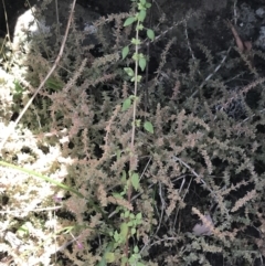 Parietaria debilis at Bungonia, NSW - 31 Oct 2021