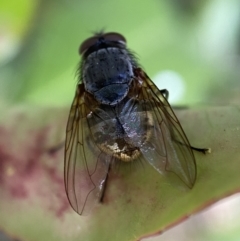 Calliphora stygia (Brown blowfly or Brown bomber) at Jerrabomberra, NSW - 2 Nov 2021 by SteveBorkowskis
