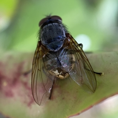 Calliphora stygia (Brown blowfly or Brown bomber) at Jerrabomberra, NSW - 2 Nov 2021 by Steve_Bok