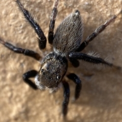 Maratus griseus (Jumping spider) at Jerrabomberra, NSW - 2 Nov 2021 by Steve_Bok