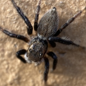 Maratus griseus at Jerrabomberra, NSW - 2 Nov 2021