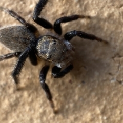 Maratus griseus at Jerrabomberra, NSW - 2 Nov 2021