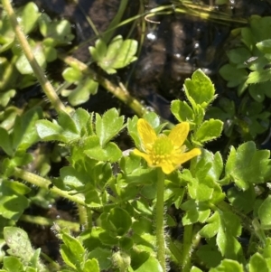 Ranunculus pimpinellifolius at Paddys River, ACT - 1 Nov 2021 04:31 PM