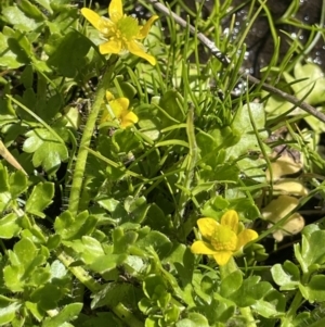 Ranunculus pimpinellifolius at Paddys River, ACT - 1 Nov 2021