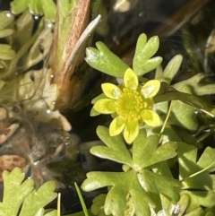 Ranunculus amphitrichus (Small River Buttercup) at Tennent, ACT - 1 Nov 2021 by JaneR