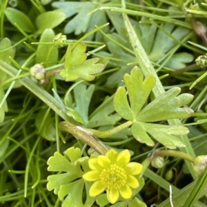 Ranunculus amphitrichus at Tennent, ACT - 1 Nov 2021