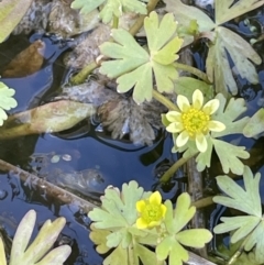 Ranunculus amphitrichus at Tennent, ACT - 1 Nov 2021