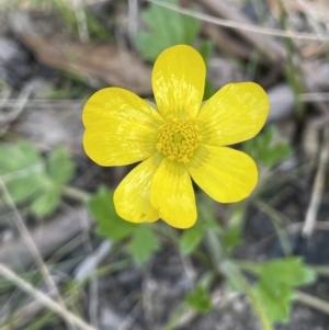 Ranunculus lappaceus at Cotter River, ACT - 1 Nov 2021