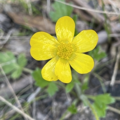 Ranunculus lappaceus (Australian Buttercup) at Cotter River, ACT - 1 Nov 2021 by JaneR