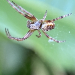 Araneinae (subfamily) (Orb weaver) at Jerrabomberra, NSW - 2 Nov 2021 by SteveBorkowskis