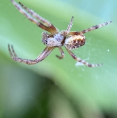 Araneinae (subfamily) (Orb weaver) at Jerrabomberra, NSW - 2 Nov 2021 by Steve_Bok