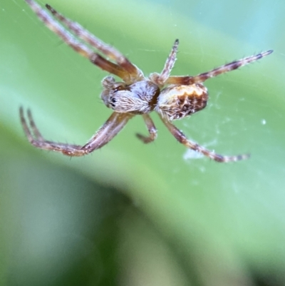Araneinae (subfamily) (Orb weaver) at Jerrabomberra, NSW - 2 Nov 2021 by SteveBorkowskis
