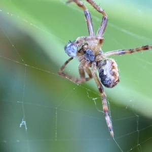 Araneinae (subfamily) at Jerrabomberra, NSW - 2 Nov 2021