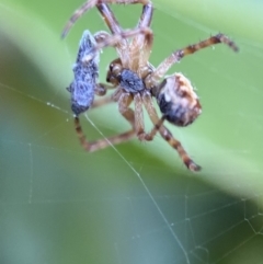 Araneinae (subfamily) at Jerrabomberra, NSW - 2 Nov 2021