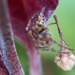 Araneinae (subfamily) at Jerrabomberra, NSW - 2 Nov 2021