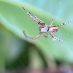 Araneinae (subfamily) at Jerrabomberra, NSW - 2 Nov 2021