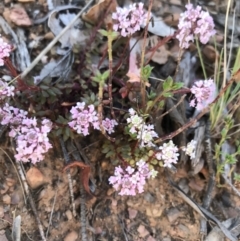 Poranthera microphylla (Small Poranthera) at Cotter River, ACT - 1 Nov 2021 by BrianH