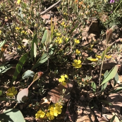 Hibbertia obtusifolia (Grey Guinea-flower) at Cotter River, ACT - 2 Nov 2021 by BrianH