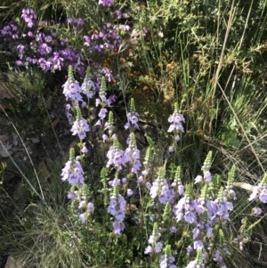 Euphrasia collina at Cotter River, ACT - 2 Nov 2021