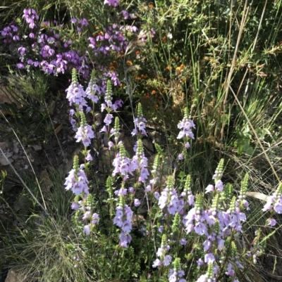 Euphrasia collina (Purple Eye-bright) at Cotter River, ACT - 2 Nov 2021 by BrianH