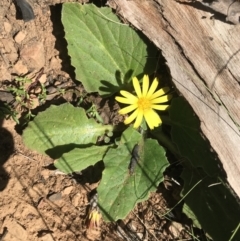 Cymbonotus sp. (preissianus or lawsonianus) (Bears Ears) at Cotter River, ACT - 2 Nov 2021 by BrianH