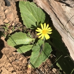 Cymbonotus sp. (preissianus or lawsonianus) (Bears Ears) at Cotter River, ACT - 1 Nov 2021 by BrianH