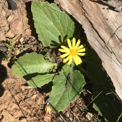 Cymbonotus sp. (preissianus or lawsonianus) (Bears Ears) at Cotter River, ACT - 1 Nov 2021 by BrianH