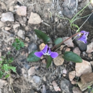 Viola betonicifolia subsp. betonicifolia at Cotter River, ACT - 2 Nov 2021 09:54 AM