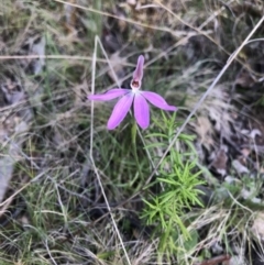 Caladenia carnea (Pink Fingers) at Cotter River, ACT - 2 Nov 2021 by BrianH