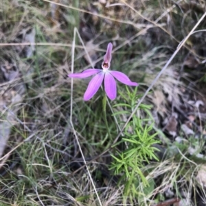 Caladenia carnea at Cotter River, ACT - suppressed